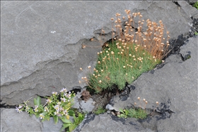 Burren